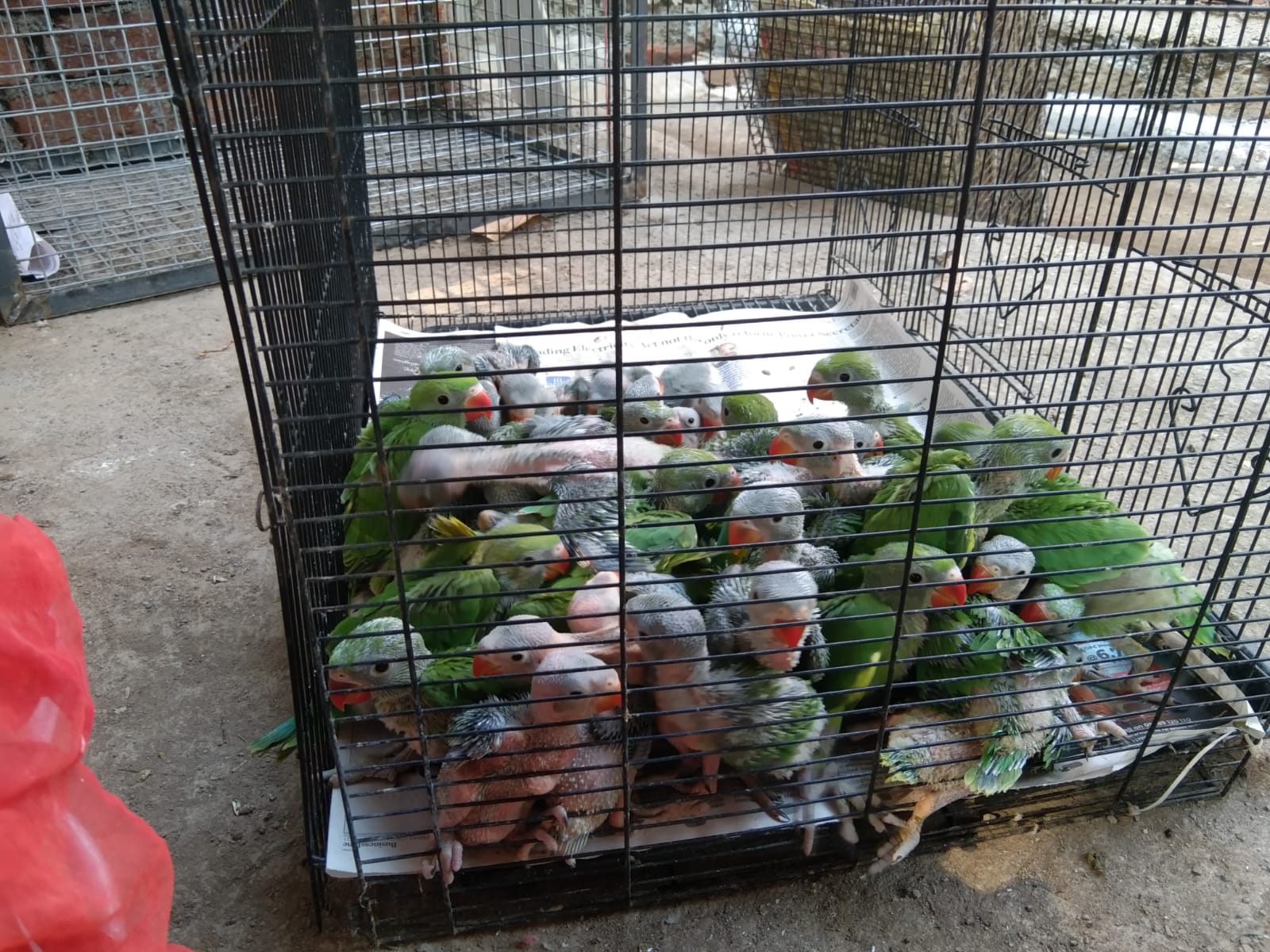 Thane forest department arrest man, rescues 80 Parakeets smuggled from Washim district - Vimarsana News