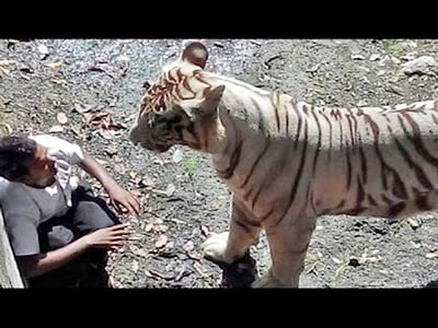 Elderly woman attacked, killed by tiger in Maharashtra's Gadchiroli district - Vimarsana News