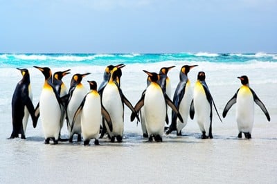 Emperor penguins may soon become extinct