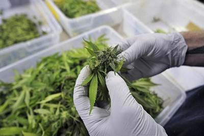 Amazon Drug peddling case: 10 dealers registered at same address in MP's Bhind from where marijuana was smuggled - Vimarsana News