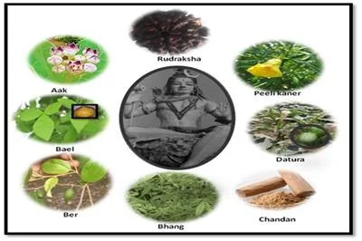 Mahashivaratri Favorite Plants of Lord Shiva