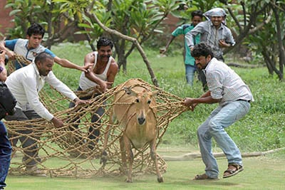 Bhopal: Madhya Pradesh forest department wants to allow killing of nilgai, wild boars which damage crops - Vimarsana News