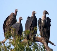 Indore: Forest team going to Malegaon to arrest main accused in vulture smuggling case - Vimarsana News