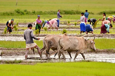 Budget 2022: Focus on agriculture to revive India's economy - Vimarsana News