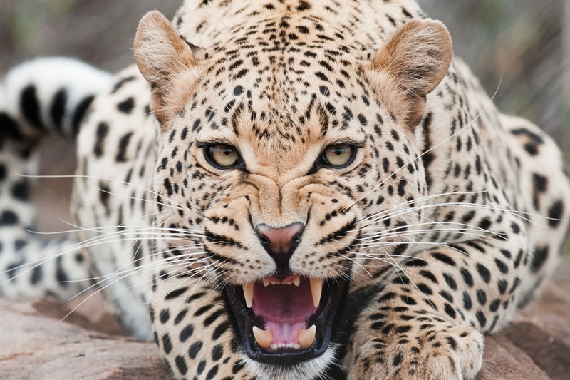 Damoh: Five men injured in attacks by leopard at villages in district - Vimarsana News