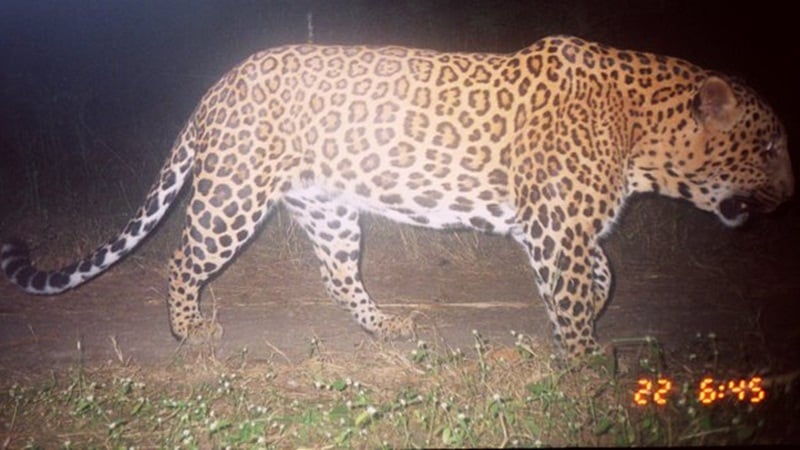 Madhya Pradesh: Wild leopard cub escapes, disappears into the night - Vimarsana News