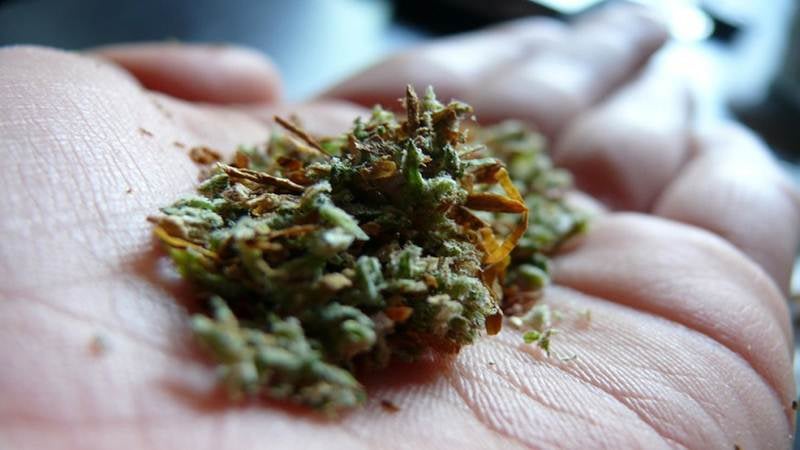 Indore: Man held with cannabis worth Rs 1 lakh - Vimarsana News