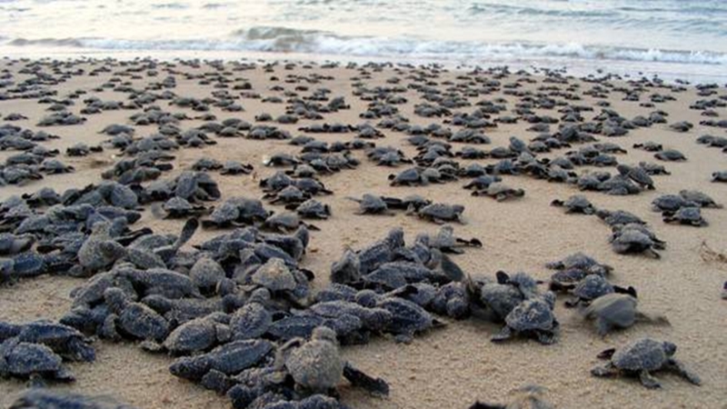 Odisha fishermen want Rs 10k a month livelihood support for ban during turtle nesting period - Vimarsana News