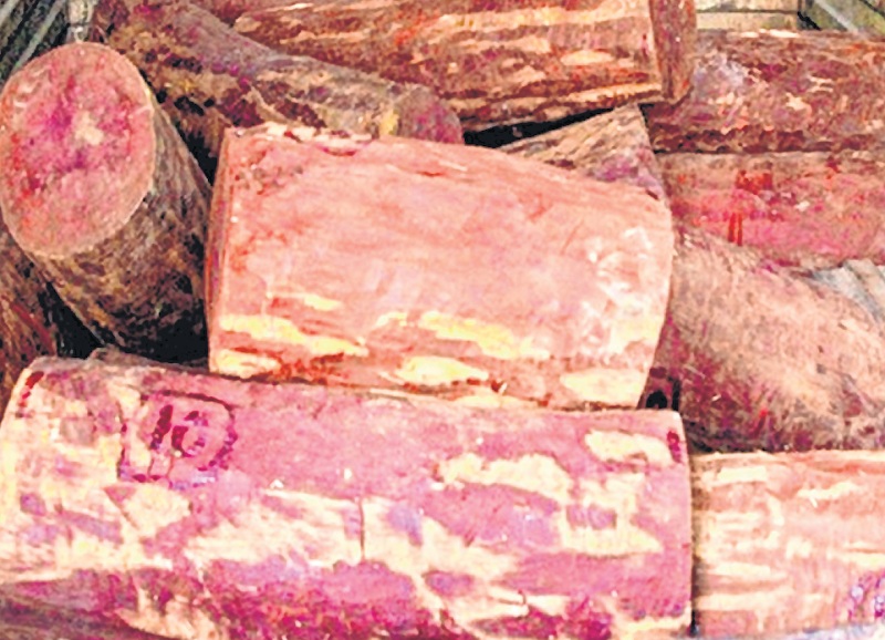 Mumbai: Red Sandalwood smuggling: Wood was to be transported to China