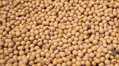 NCDEX witnessed a 79 per cent increase in the agri-derivatives market share in July 2021 from 70 per cent in the same month a year ago/ Representational image