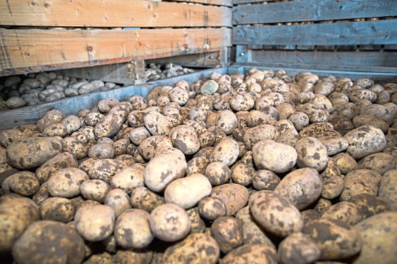 Bhopal: 'Neelkanth Kufri', unique variety of potato grows in city fields - Vimarsana News