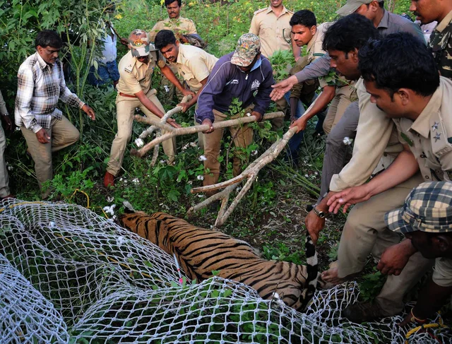 Forest officials rescue a tigress from a village in Mysuru district’s Antarasante Forest officials rescue a tigress from a village in Mysuru district’s Antarasante