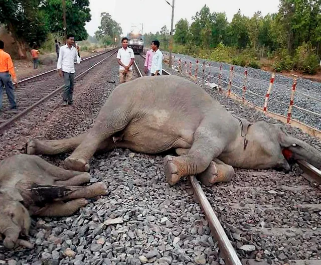 The carcasses of the two elephants which were killed after being hit by a speeding train near Baamda Station in Chaibasa district of Jharkhand on Monday. 4 elephants were killed after a train hit them. The carcasses of the two elephants which were killed after being hit by a speeding train near Baamda Station in Chaibasa district of Jharkhand on Monday. 4 elephants were killed after a train hit them. 