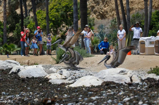 A trio of California Brown Pelicans are released by members of International Bird Rescue in the beachfront city of San Pedro, Calif. A trio of California Brown Pelicans are released by members of International Bird Rescue in the beachfront city of San Pedro, Calif. 