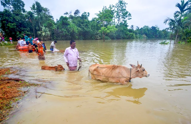 Villagers move through the waters at Mog Para village after heavy downpour in Sabroom, about 137 kms from Agartala. Villagers move through the waters at Mog Para village after heavy downpour in Sabroom, about 137 kms from Agartala.