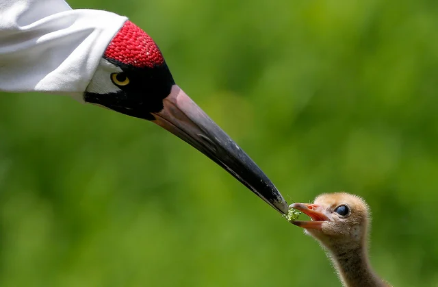 A keeper wearing a “crane suit,” to resemble a parent whooping crane, feeds a recently born chick, a critically endangered species, with her hand in a puppet, at the Audubon Nature Institute’s Species Survival Center in New Orleans. A keeper wearing a “crane suit,” to resemble a parent whooping crane, feeds a recently born chick, a critically endangered species, with her hand in a puppet, at the Audubon Nature Institute’s Species Survival Center in New Orleans. 