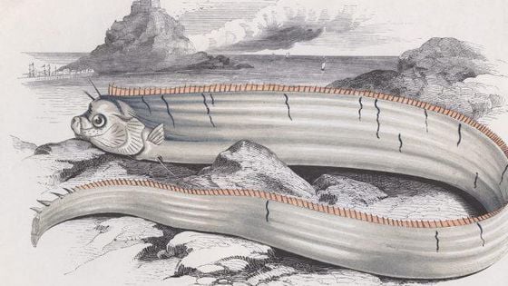 Rare Oarfish sightings in Japan Is another tsunami imminent? Twitter