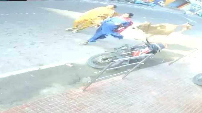 பெண் பக்தரை மாடு முட்டியதன் சிசிடிவி காட்சி