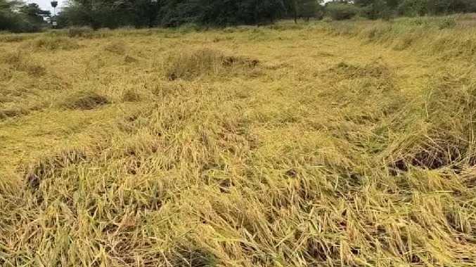 தொடர் மழை காரணமாக நெற் பயிர்கள் முற்றிலும் சேதம்
