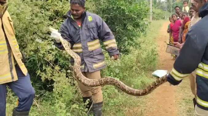 அறுவடை நடந்த வயலில் இருந்த மலைப்பாம்பு