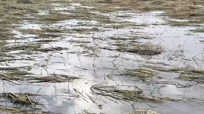3 நாட்களாக பெய்த கனமழையால் நெற்பயிர்கள் சேதம்