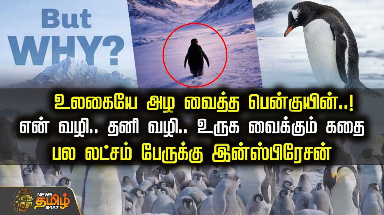 உலகையே அழ வைத்த பென்குயின்