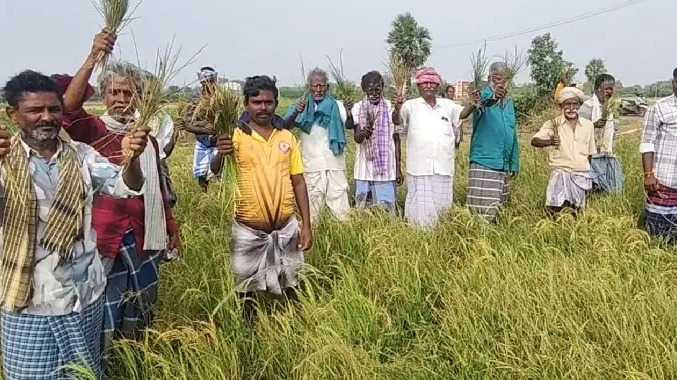 மழை பொய்த்து  500 ஏக்கரில் நெற்பயிர்கள் கருகின