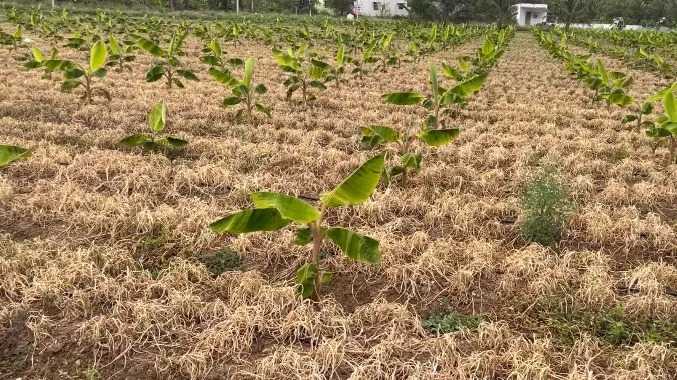 தவறான பூச்சிகொல்லியை  பயன்படுத்தியதால் வெங்காய பயிர்கள் சேதம்