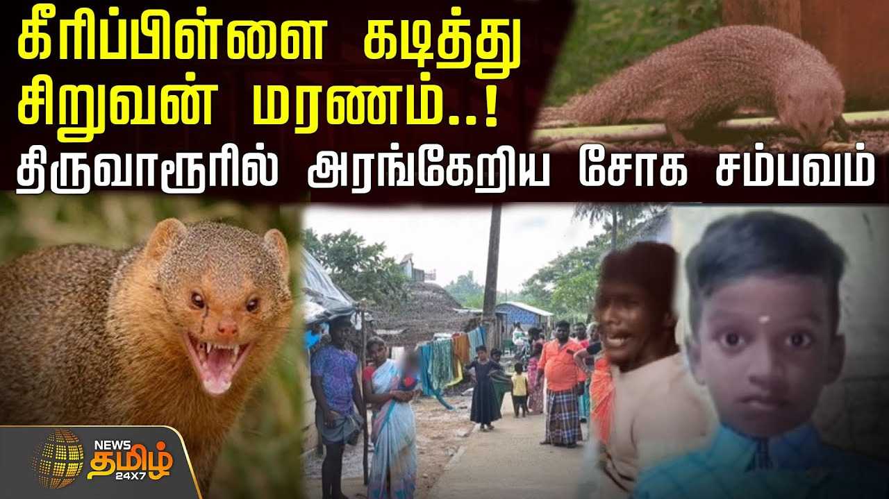 கீரி கடித்து சிறுவன் மரணம்