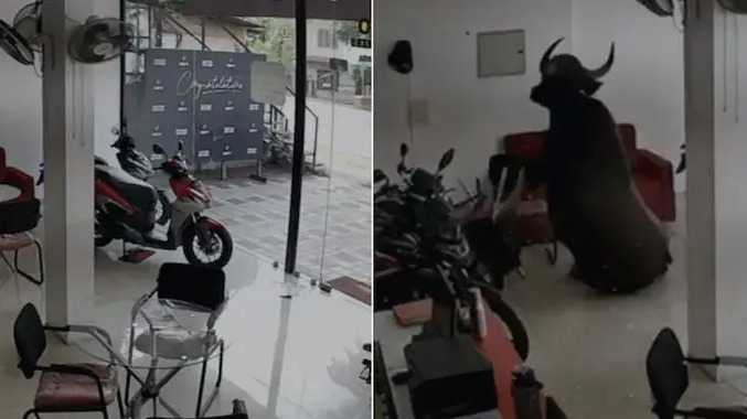 பைக் ஷோரூமுக்குள் புகுந்த காட்டெருமை