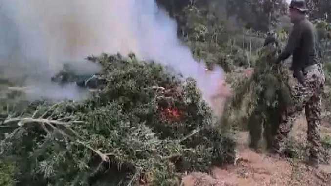 சட்டவிரோதமாக பயிரிடப்பட்ட கஞ்சா செடிகள் அழிப்பு