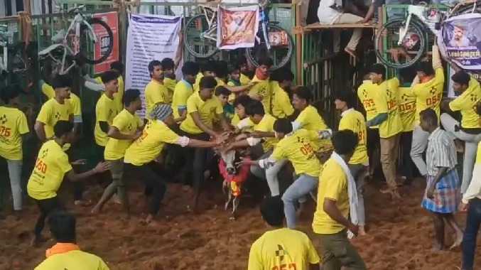 லூர்து மாதா ஜல்லிக்கட்டு பேரவையின் ஜல்லிக்கட்டு போட்டி