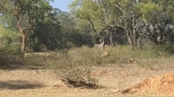 மர்மமான முறையில் உயிரிழந்த குட்டி யானை