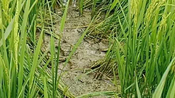 திருத்துறைப்பூண்டி அருகே கருகும் தாளடி நெற்பயிர்கள்