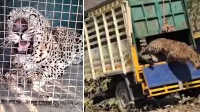 பிடிபட்ட சிறுத்தை தெங்குமரஹாடா வனப்பகுதியில் விடுவிப்பு