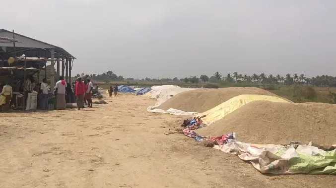 குவியல் குவியலாக தேக்கமடைந்துள்ள நெல் மணிகள்