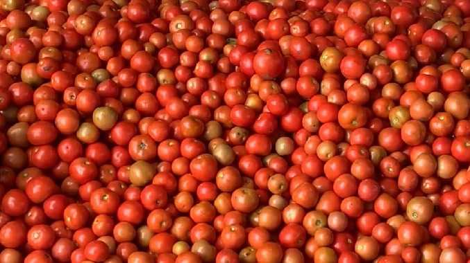8 கிலோ தக்காளி ரூ.100