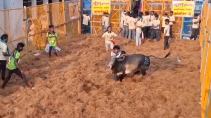 புனித அந்தோணியார் ஆலய திருவிழா  ஜல்லிக்கட்டு