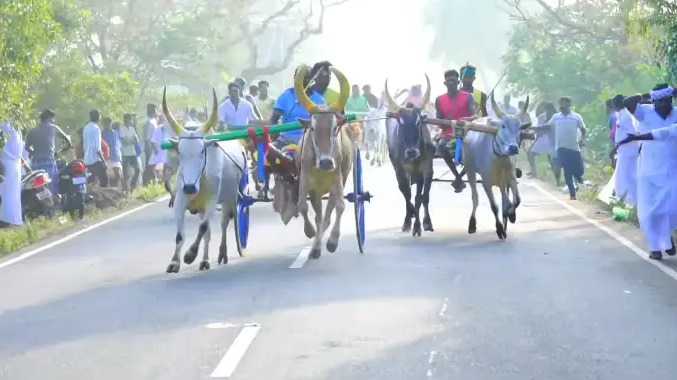 சாலையில் சீறிப்பாய்ந்த மாட்டு வண்டிகள்