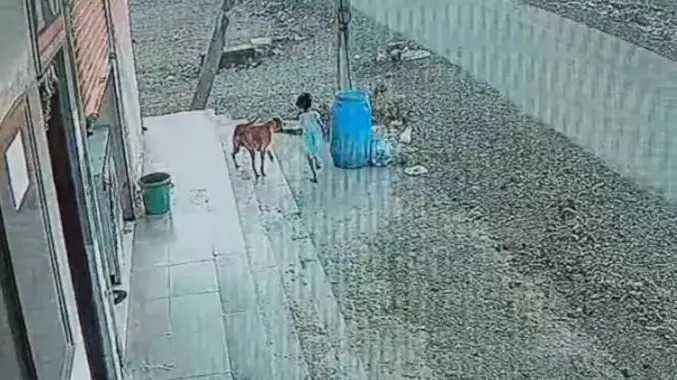 6 வயது சிறுமியை கடித்து குதறிய தெருநாய்கள்