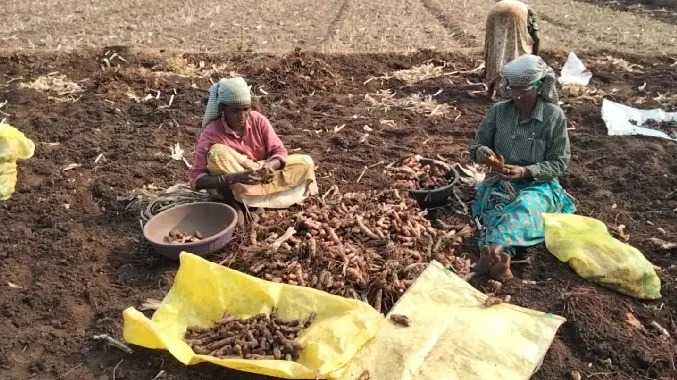 கோபிசெட்டிபாளையம் சுற்றுவட்டாரத்தில் மஞ்சள் அறுவடை மும்முரம்