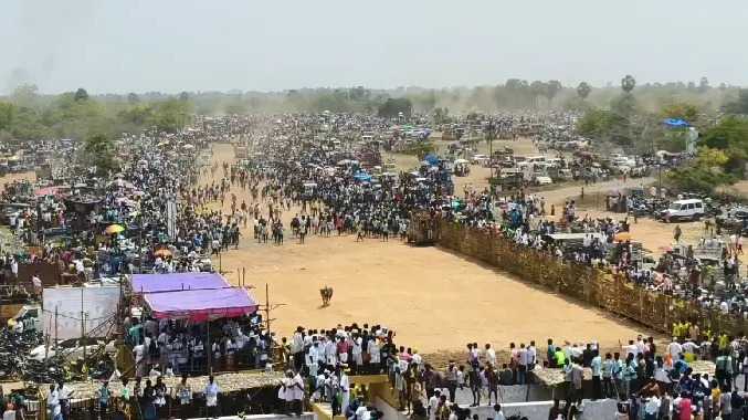 சீறிப்பாய்ந்த 500க்கும் மேற்பட்ட காளைகள்
