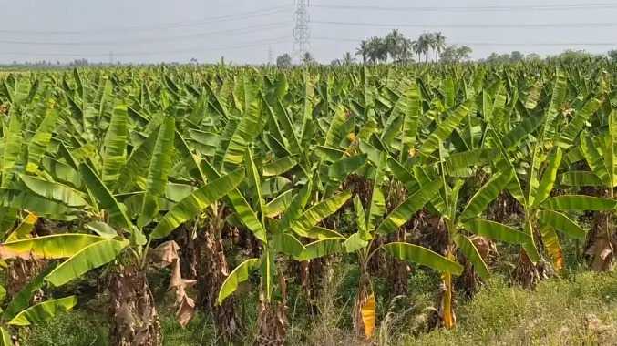 கடும் நஷ்டத்தை சந்திப்பதாக வாழை விவசாயிகள் வேதனை