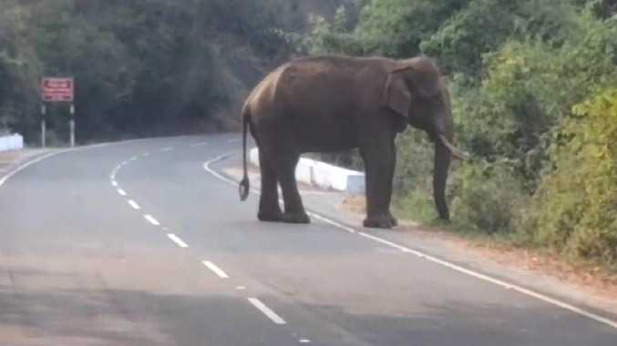 கடுப்பில் உலாவரும் ஊசிக்கொம்பன்