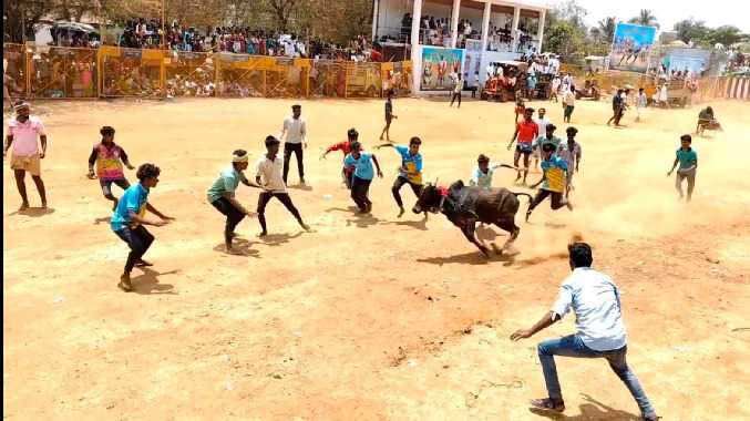 களைக்கட்டிய மஞ்சுவிரட்டு போட்டி