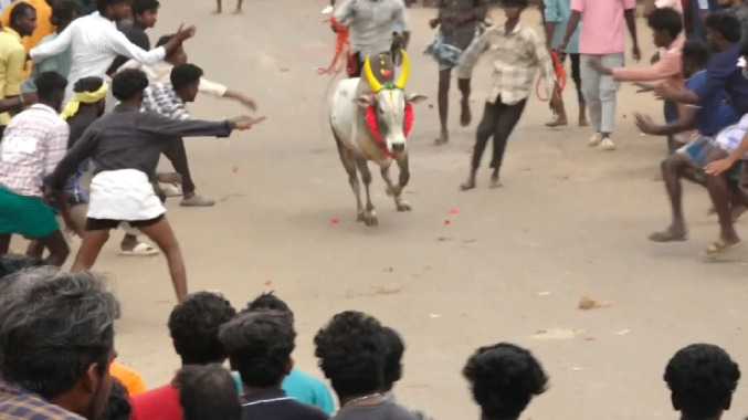 மாபெரும் இளவட்ட மஞ்சுவிரட்டு