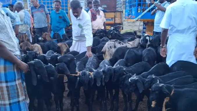 ரம்ஜான் பண்டிகையை முன்னிட்டு சிறப்பு ஆட்டுச் சந்தை