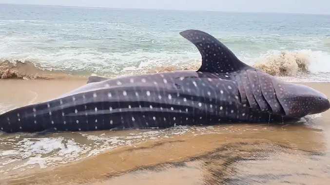 மீனவர் வலையில் சிக்கிய பெரிய புள்ளி சுறா மீன்