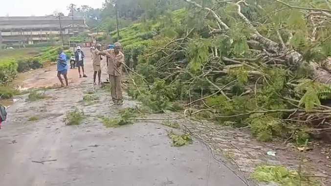 சோலையார் & கல்லார் எஸ்டேட் பகுதியில் மரங்கள் சாய்ந்தன