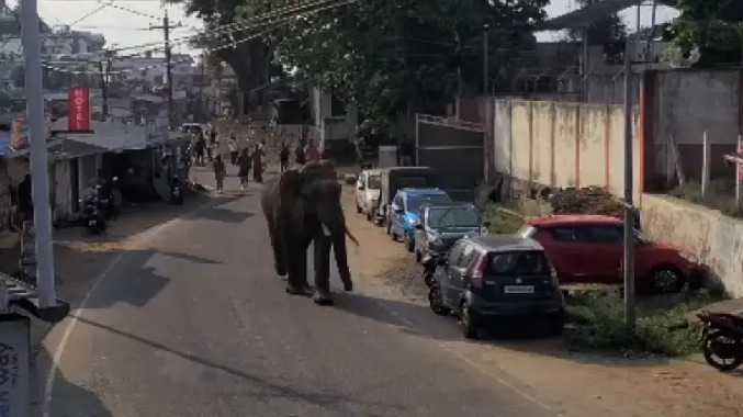 ஊருக்குள் புகுந்த காட்டு யானை - பொதுமக்கள் பீதி